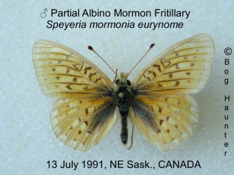 Speyeria mormonia eurynome male partial albino2 (Internet Image property of respective owner, non-commercial use only)